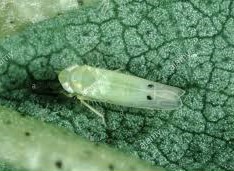 uploads/images/pest/clusterbean jassidss.jpg